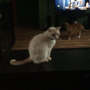 Meet your Posher, Ron